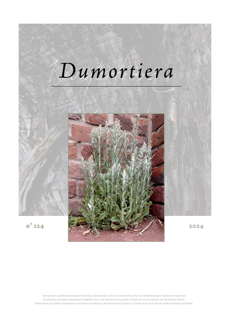 Dumortiera 124